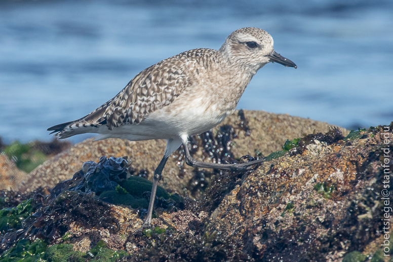 asilomar